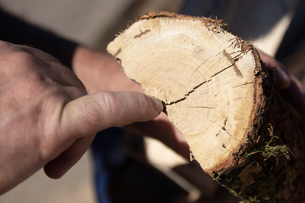 Logs Scotland | Beaver Logs, Kiln Dried Logs Scotland & Northern England